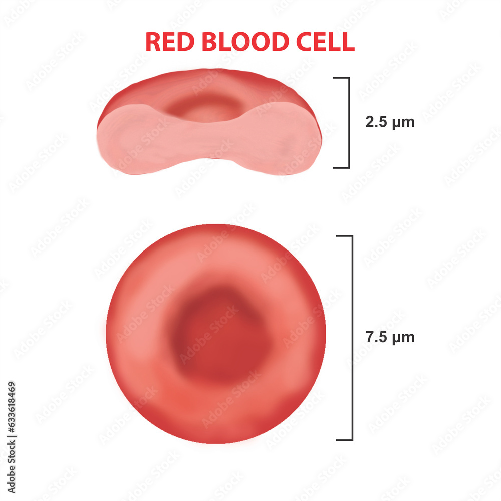 Red blood cell anatomy Stock Illustration Biology Diagrams