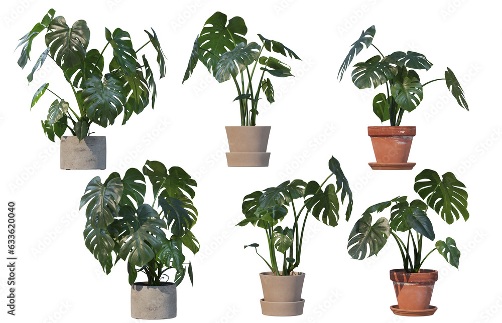 Potted ornamental plants on transparent background Potted ornamental plants on transparent background
