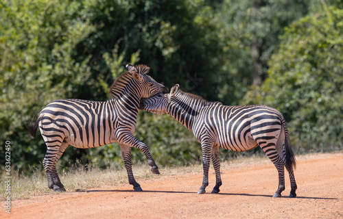 Two Zebras standing together in natural African habitat