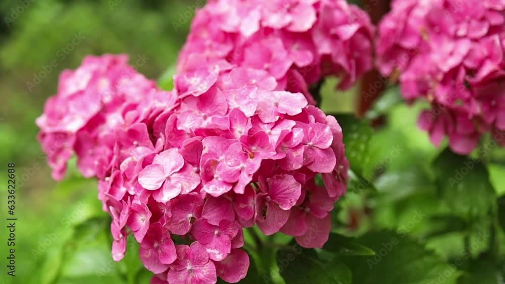 Pink and Red Hydrangea, macrophylla flowers, or hortensia, in a garden Pink and Red Hydrangea, macrophylla flowers, or hortensia, in a garden