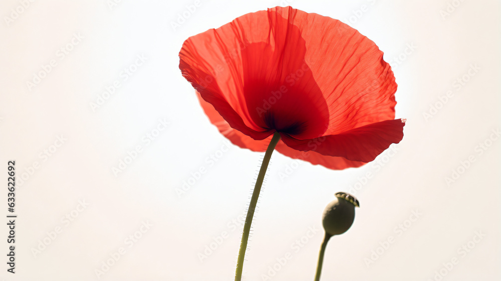 Naklejka premium red poppy isolated on white