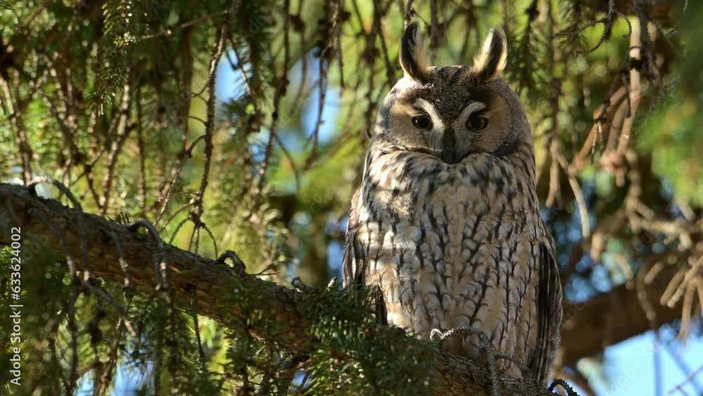 Bird Long-eared owl watching perched on a pine tree. Bird Long-eared owl watching perched on a pine tree.