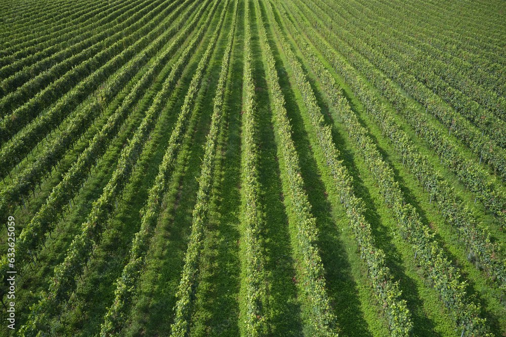 Even rows of vineyards aerial view. Rows of plantation vineyards, Italy. Green vineyard plantation view from above. Even rows of vineyards aerial view. Rows of plantation vineyards, Italy. Green vineyard plantation view from above.