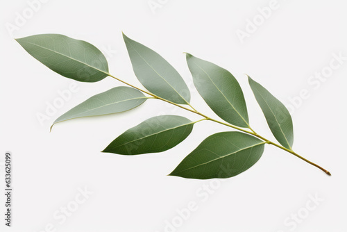 Fresh and Vibrant Eucalyptus Leaf on a Clean White Background