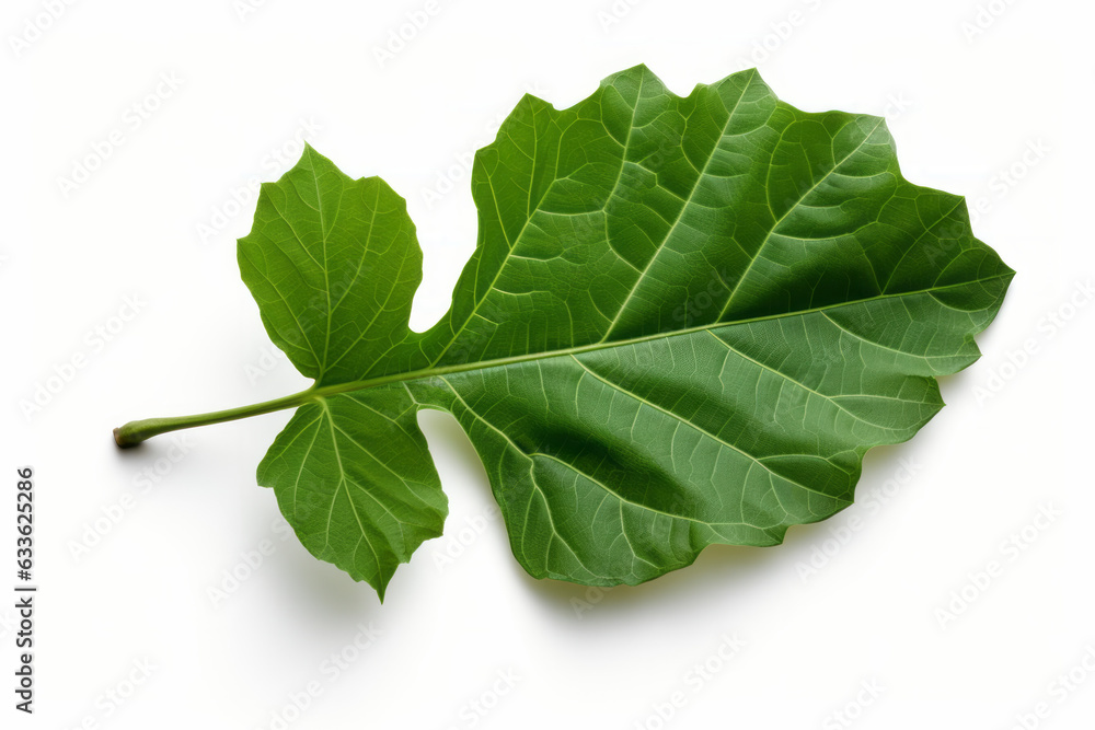 Obraz premium Exquisite Isolated Fig Leaf on White Background