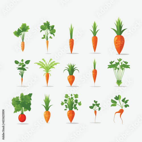 carrots set vector flat minimalistic isolated illustration