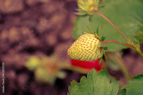 Unripe fruit on a strawberry plant in the summer