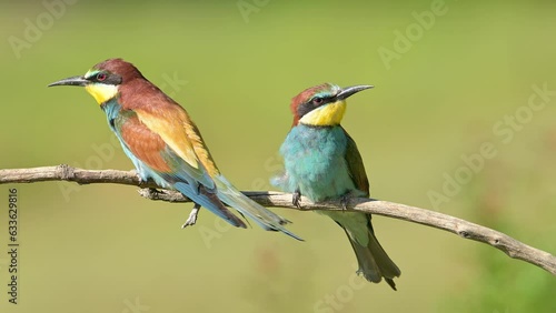 Two Colorful European bee-eater birds perched on a branch.
