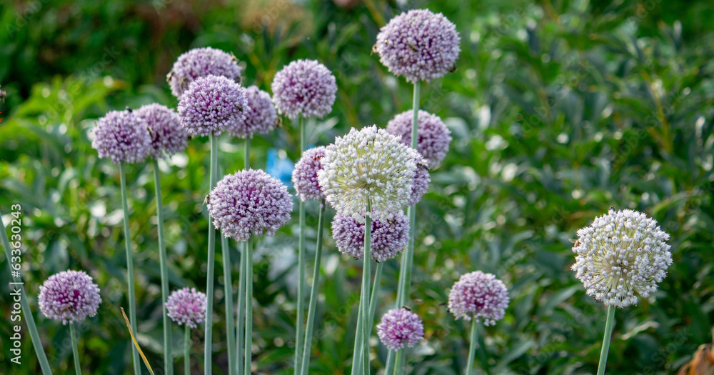 Obraz premium onion flower in the garden. Selective focus.