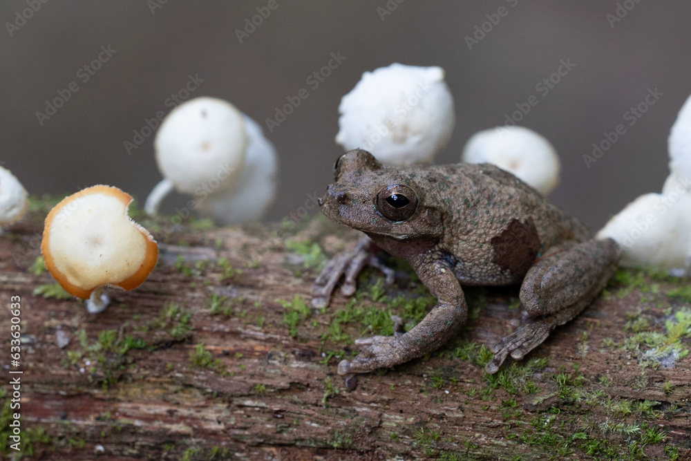 Fototapeta premium brown frog sitting on a lichen-covered branch Costa Rica rainforest