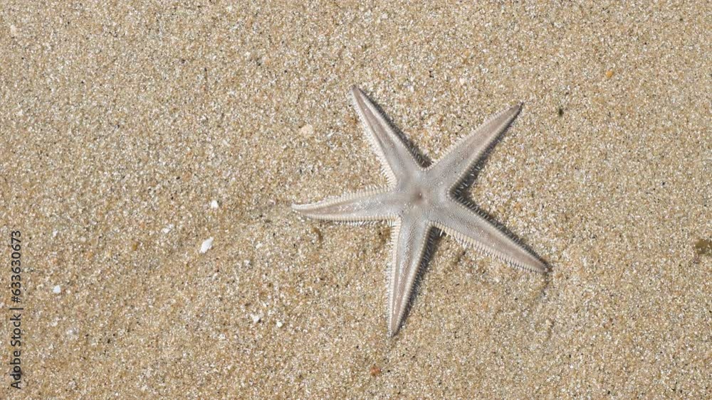 Image of beautiful sea Starfish and white sandy beach video Image of beautiful sea Starfish and white sandy beach video