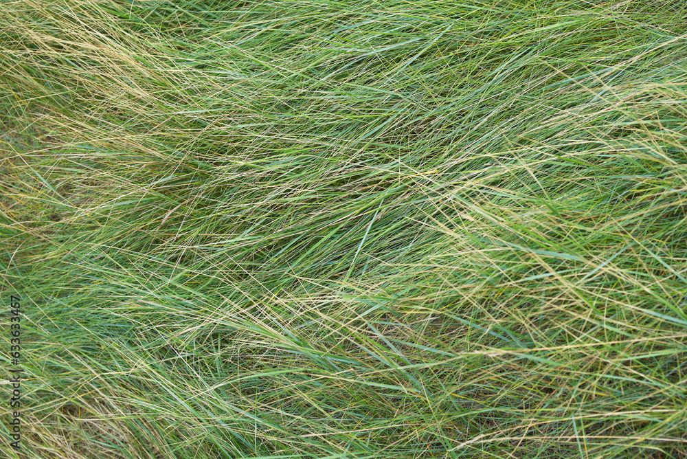 Dinard - Herbes couchées