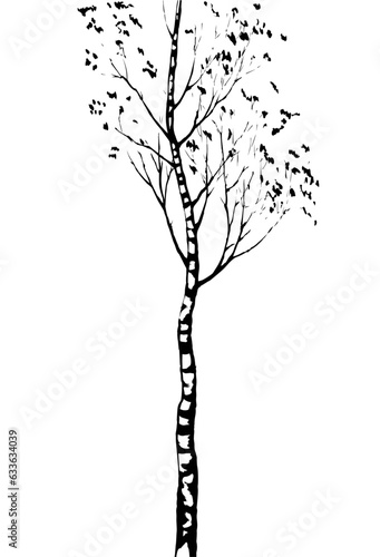 Birch. Vector drawing black pattern