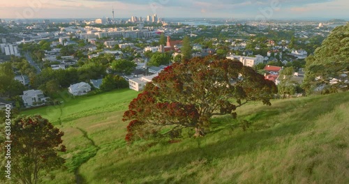 Aerial: flowering Pohutukawa tree, Auckland  New Zealand photo