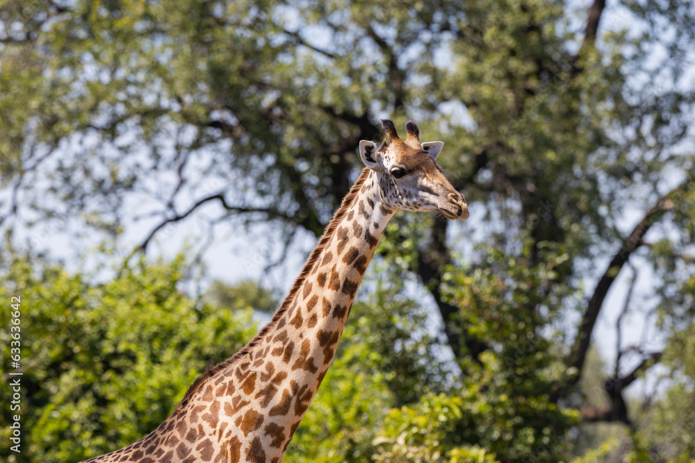 Giraffe close up in East African natural habitat national park area Giraffe close up in East African natural habitat national park area