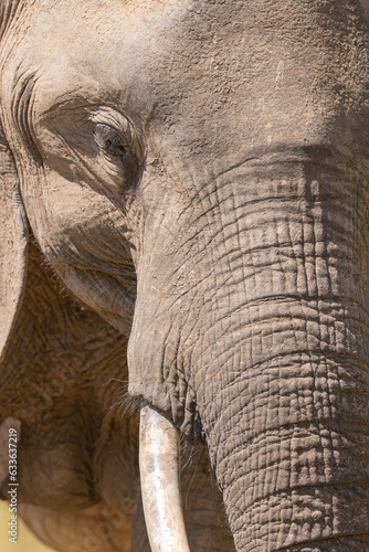 Close up shot of Elephant head with eye and skin detail taking in natural African habitat