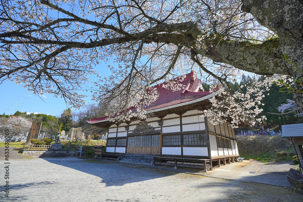 東雲桜 東雲桜
