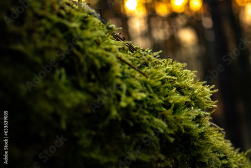 green moss on the tree