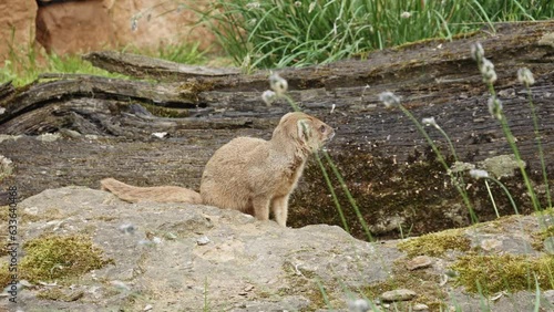 Adult Yellow Mongoose sitting on a rock and Looking Around. wide photo