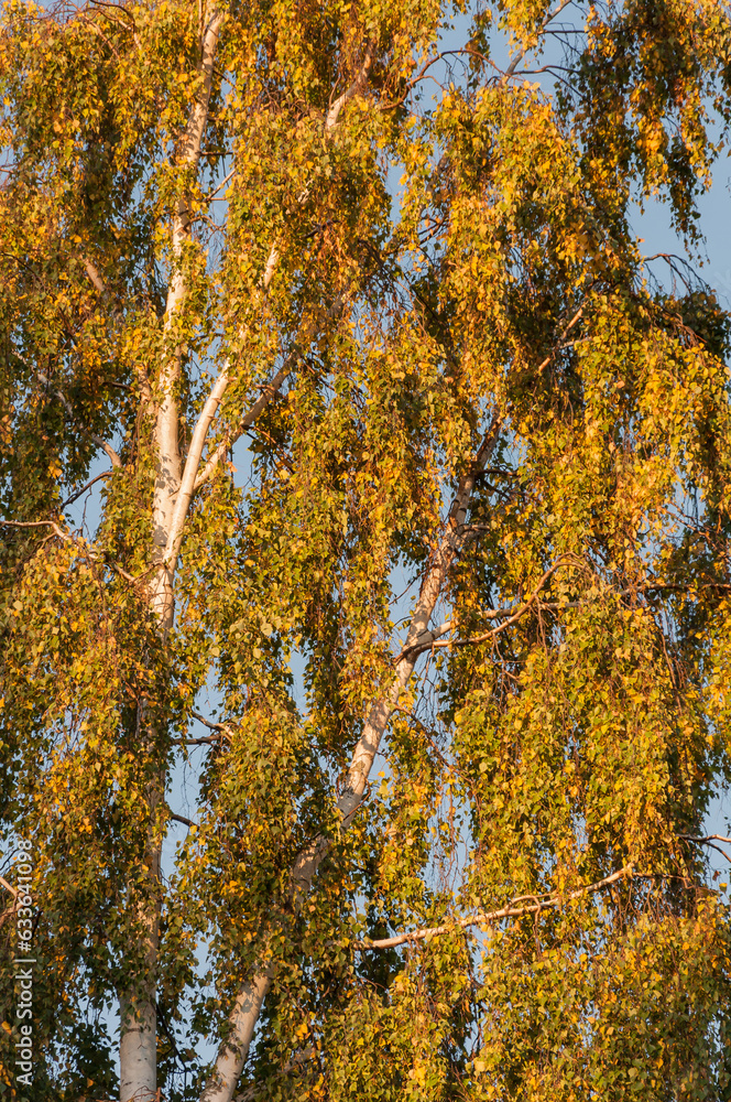 Fototapeta premium Colourful autumn leaves in Western Finland