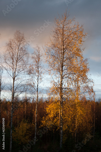 Yellow autumn trees in Western Finland