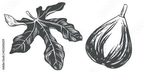 Ripe fig and leaf, vector illustration. Sketch of sweet fruit, hand drawn in woodcut style. Drawing in black ink on a white background. Image for packaging design, logo.