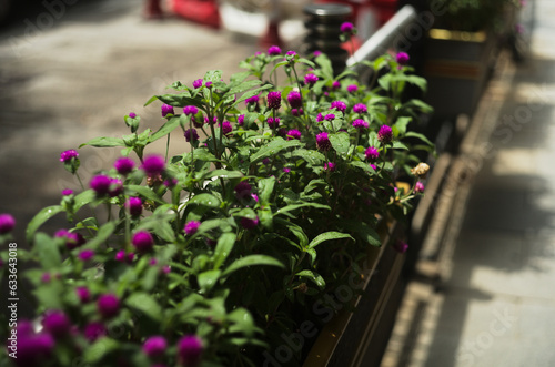 flowers on the street photo