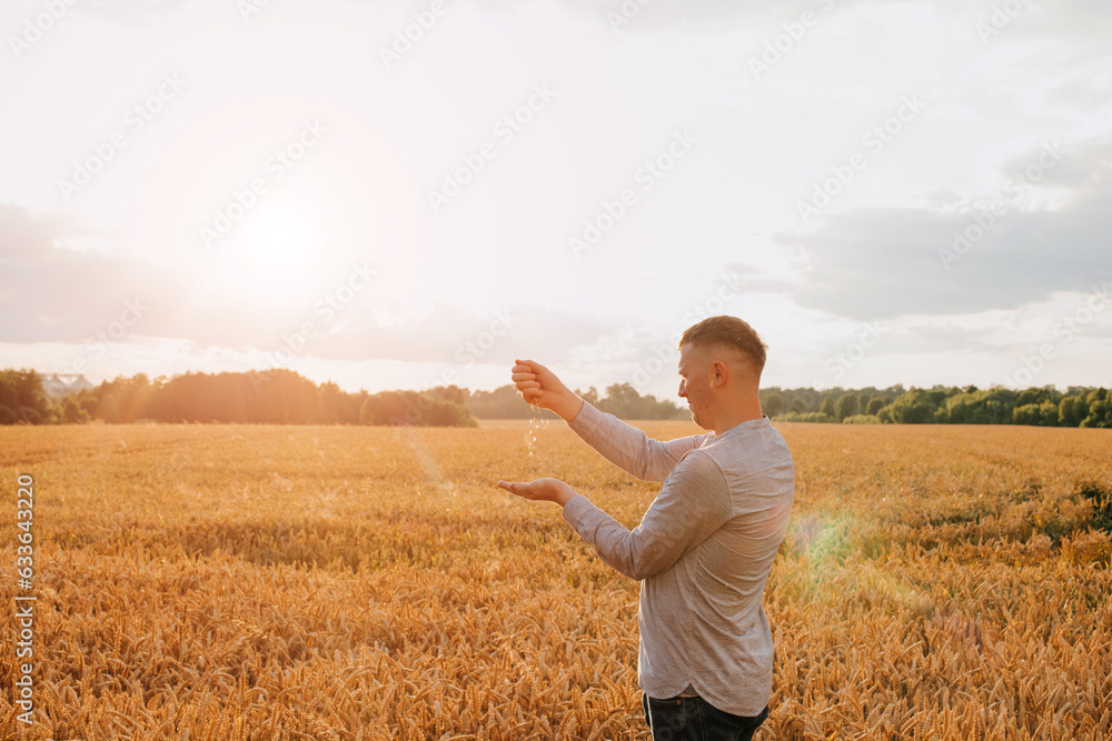 Wheat field at sunset. Agriculture concept, a farmer in the field checks the quality of the crop. Front view Wheat field at sunset. Agriculture concept, a farmer in the field checks the quality of the crop. Front view