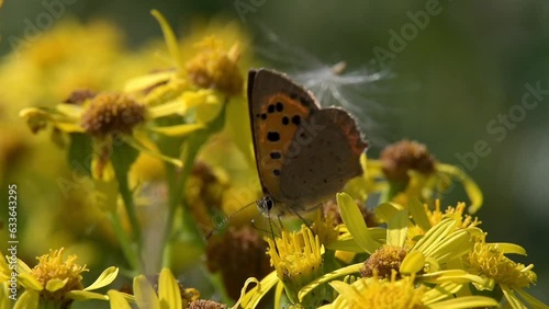 Small Copper butterfly (Lycaena phlaeas) feeding on Ragwort (Senecio jacobaea) August, Kent, UK. [Slow motion x5] photo