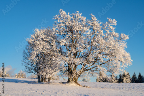 Snowy massive tree in winter at Sumava national park