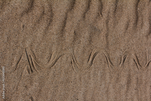 Quadro su tela Curly imprint of a snake in the sand, meander