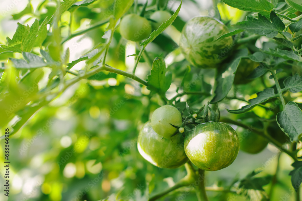 green striped round tomatoes on a green bush in the garden on a summer day selective focus