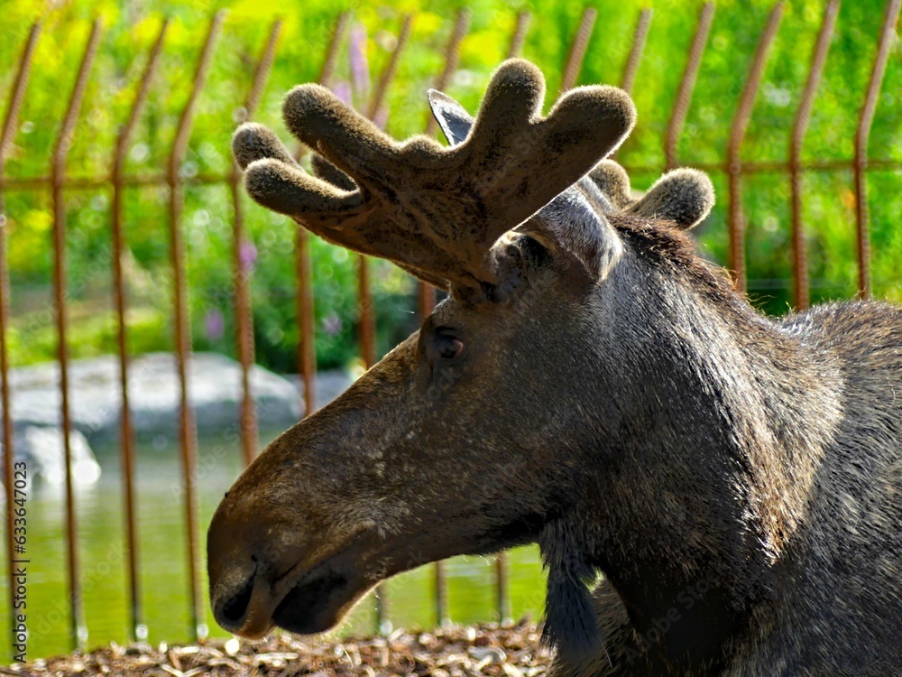 Pairi Daiza Zoo, Belgium - July 2023 - Magnificent various animals (elk, bear, wolf, monkey, etc.). Pairi Daiza Zoo, Belgium - July 2023 - Magnificent various animals (elk, bear, wolf, monkey, etc.).