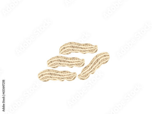 Arachis hypogaea on a white background.