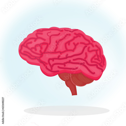 human brain anatomy model body organ illustration medical healthcare education kids