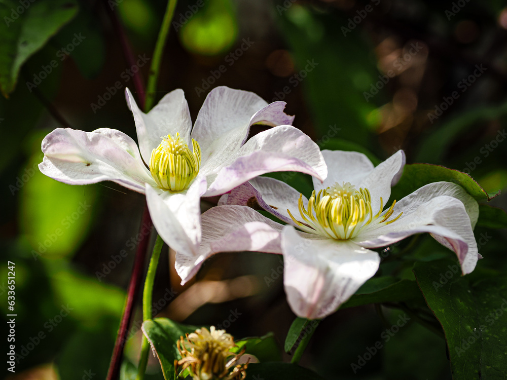 Fototapeta premium Clemetis blossoms (Southampton, England)