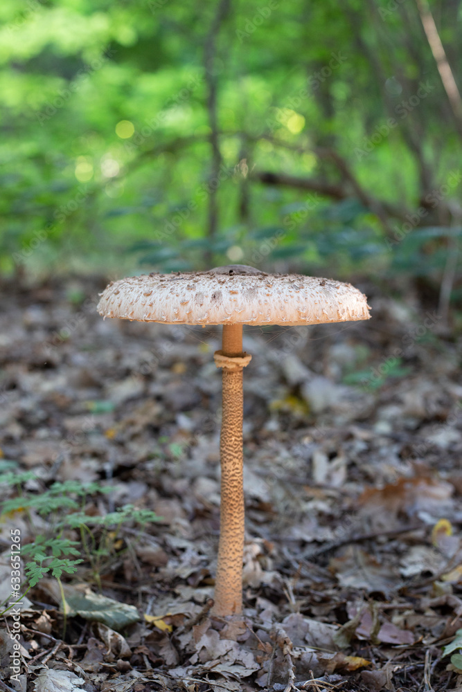 czubajka kania, sowa grzyb, mushrooms, forest litter, forest, wild, natural, krajobraz, zieleń, drewna, drzew, lato, sosna, bory, las, dziko, przyroda, natura, drzewa, sosny, leśny, forest, on wood czubajka kania, sowa grzyb, mushrooms, forest litter, forest, wild, natural, krajobraz, zieleń, drewna, drzew, lato, sosna, bory, las, dziko, przyroda, natura, drzewa, sosny, leśny, forest, on wood
