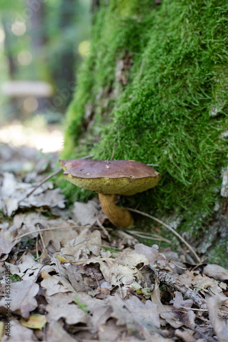 grzyb grzyby mech las mech ściółka leśna dziki naturalny krajobraz zielony drewno drzew lato sosna bory las dziko przy