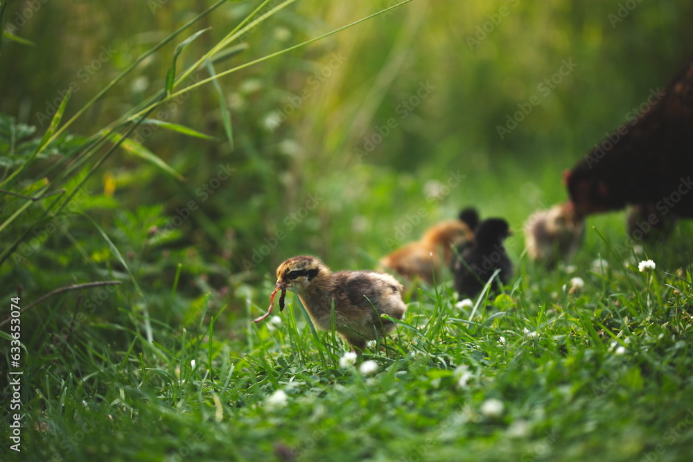 Baby chickens with their mother hen on a small farm in Ontario, Canada. Baby chickens with their mother hen on a small farm in Ontario, Canada.