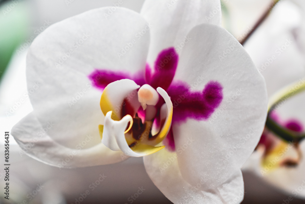 Orchid flower in interior, phalaenopsis Orchid flower in interior, phalaenopsis