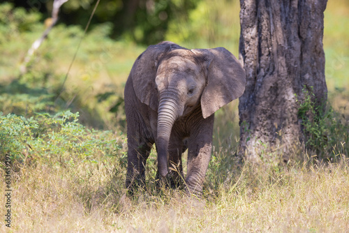 Baby Elephant with it s mother in natural African bush land habitat