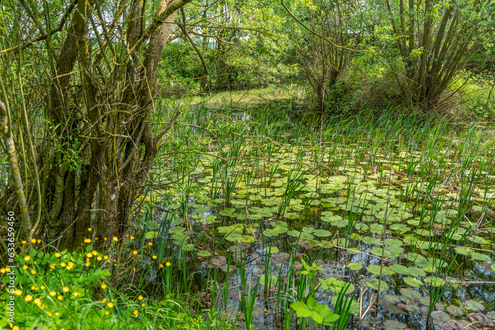 Overgrown small lake Overgrown small lake