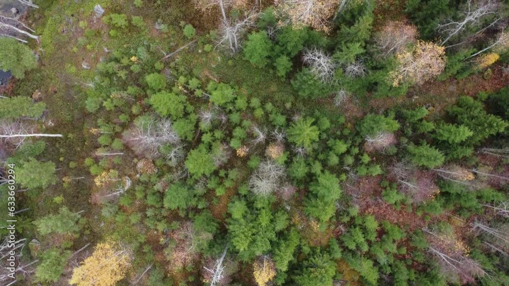 Birds eye view of lakeshore and forest in autumn in Vehkajärvi, Finland Birds eye view of lakeshore and forest in autumn in Vehkajärvi, Finland