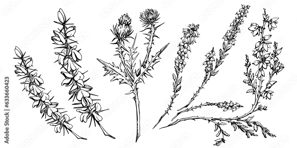 Ink hand drawn vector graphic sketch. Scotch broom, heather and thistle