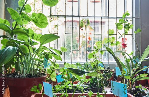 Potted plants growing near metal grill window at home