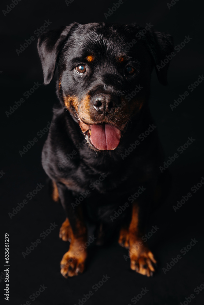 Calm dog resting in black studio Calm dog resting in black studio