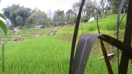 view of rice fields in the Trawas highlands, Mojokerto, East Java photo