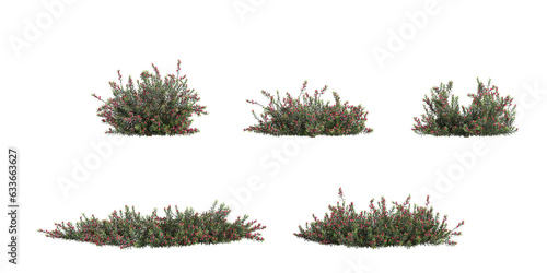 Collection of Darwinia taxifolia on isolated transparent background photo