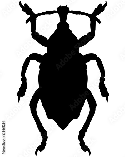 silhouette of a beetle photo