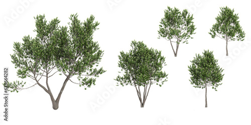 Collection of Laurus nobilis  Bay laurel on isolated transparent background